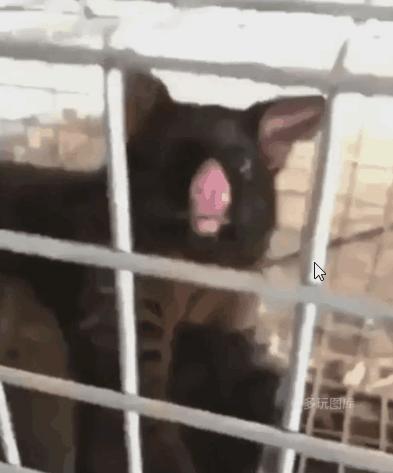 搞笑gif趣图舔冰激凌,少林龙爪手搞笑图片图文