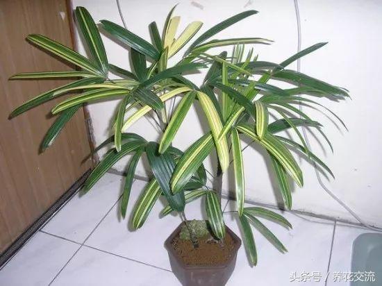 绿植真的可以改善室内空气吗,绿植能消除空气中的甲醛吗