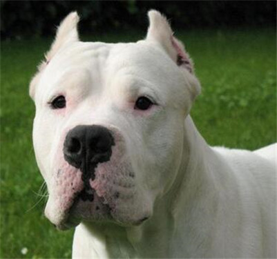 市场杜高犬价格多少钱一只,杜高犬多少钱一只