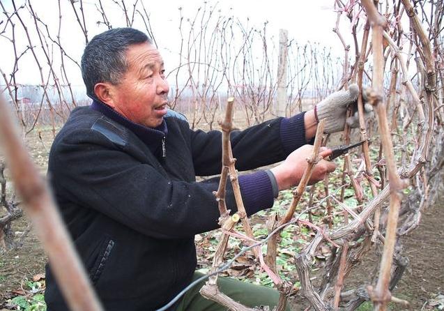 核桃种植不容易，农户大哥来教你，如何高产挣大钱