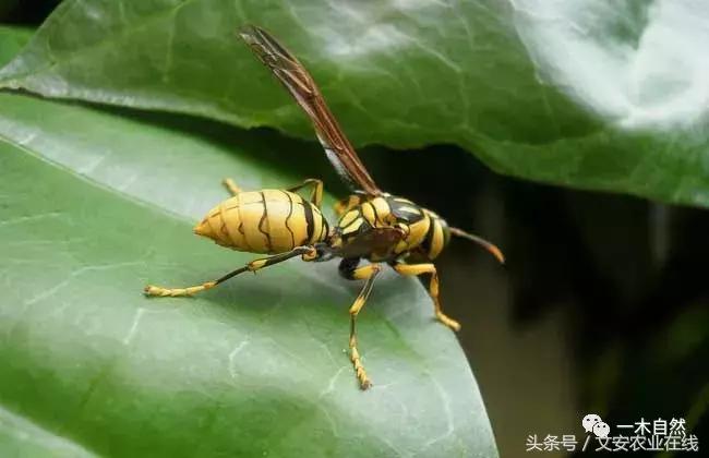 秋天昆虫图谱大全,室内常见昆虫图谱