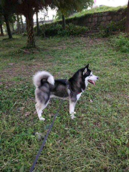 哈士奇半夜叫是怎么了,哈士奇叫唤一晚上怎么回事