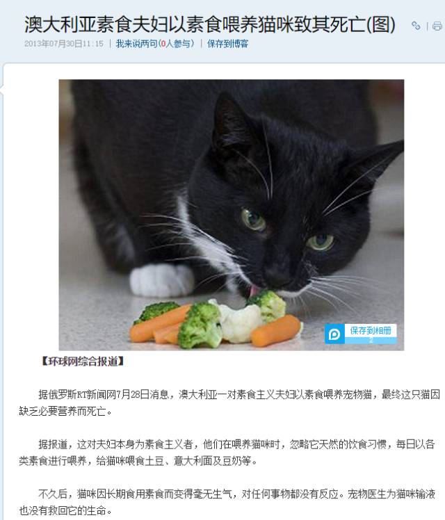 猫做错了什么,猫做错了什么要亲吻