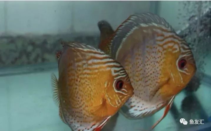 野彩和家彩的饲养区别,野彩到底好不好养