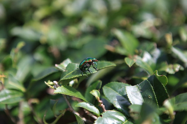 茶园风光,茶园风光欣赏