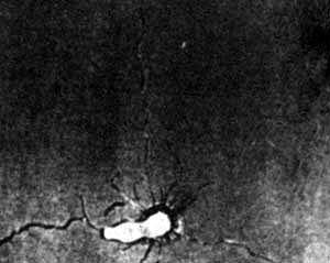 杨虎城张学良发动了什么事变,1936年张学良和杨虎城发动的事变