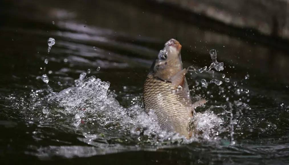 成都2020十大免费钓鱼地方,成都钓鱼地点推荐大全