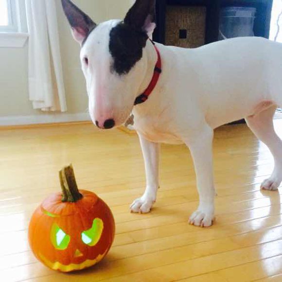 狗狗前腿弯了怎么回事,狗狗前腿弯曲是什么原因