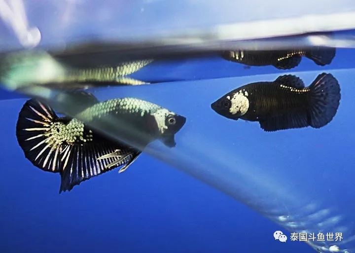 黑龙将军斗鱼,泰国斗鱼蓝黑将军