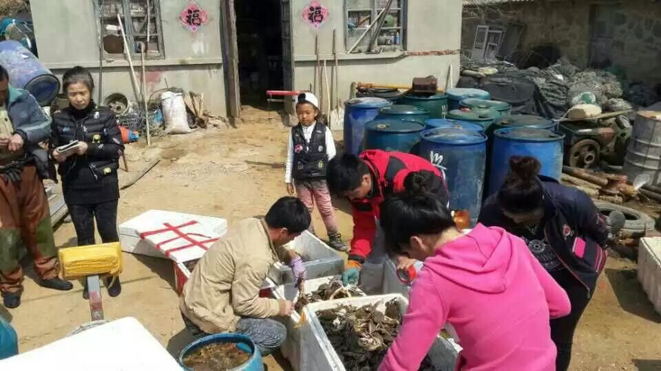 假淡干海参掺了什么,造假海参