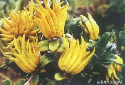 全球最奇特的十个水果,世界上最奇异的水果