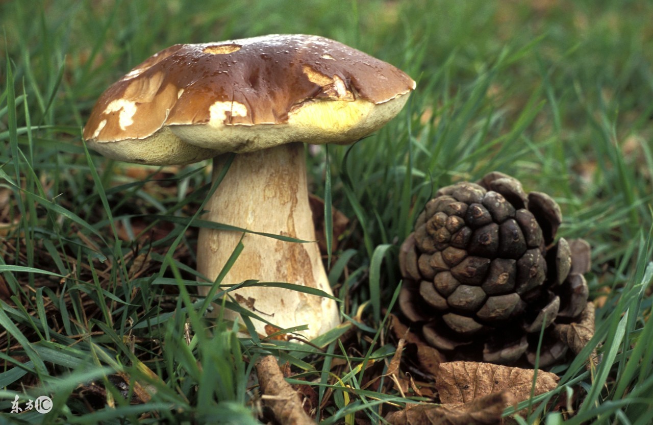 餐桌上必吃的七种冠军蔬菜,饭桌上的精品菜