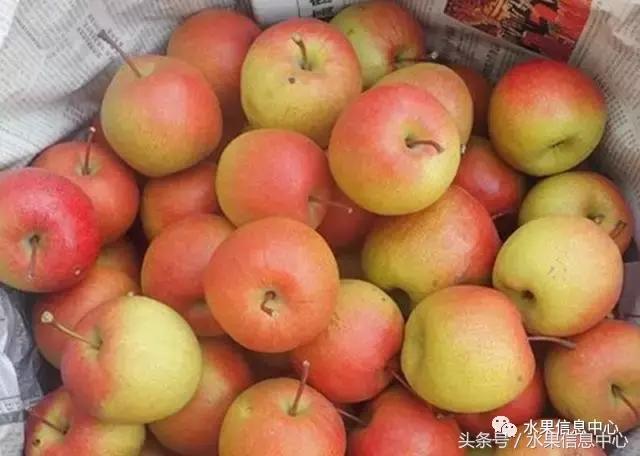 什么品种的梨子又大又甜水分又多,水果梨子产地