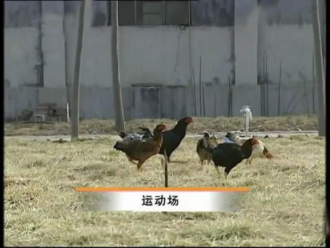 新款斗鸡养殖版,斗鸡的养殖技术视频播放
