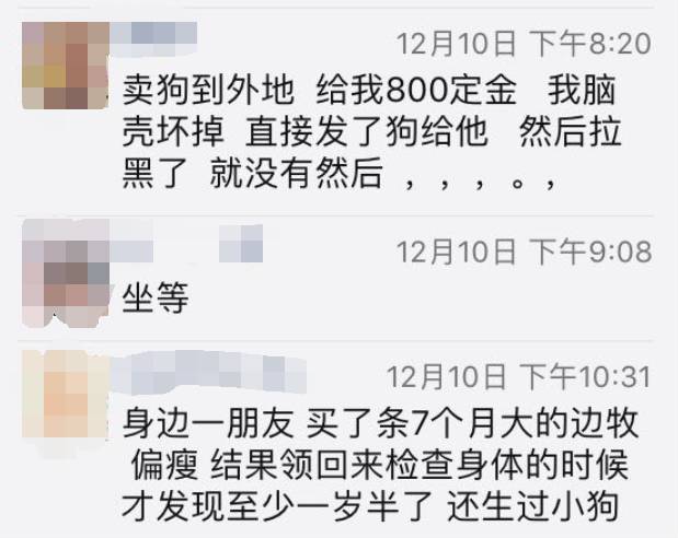 宠物爱心骗局新套路,宠物圈骗局大揭秘