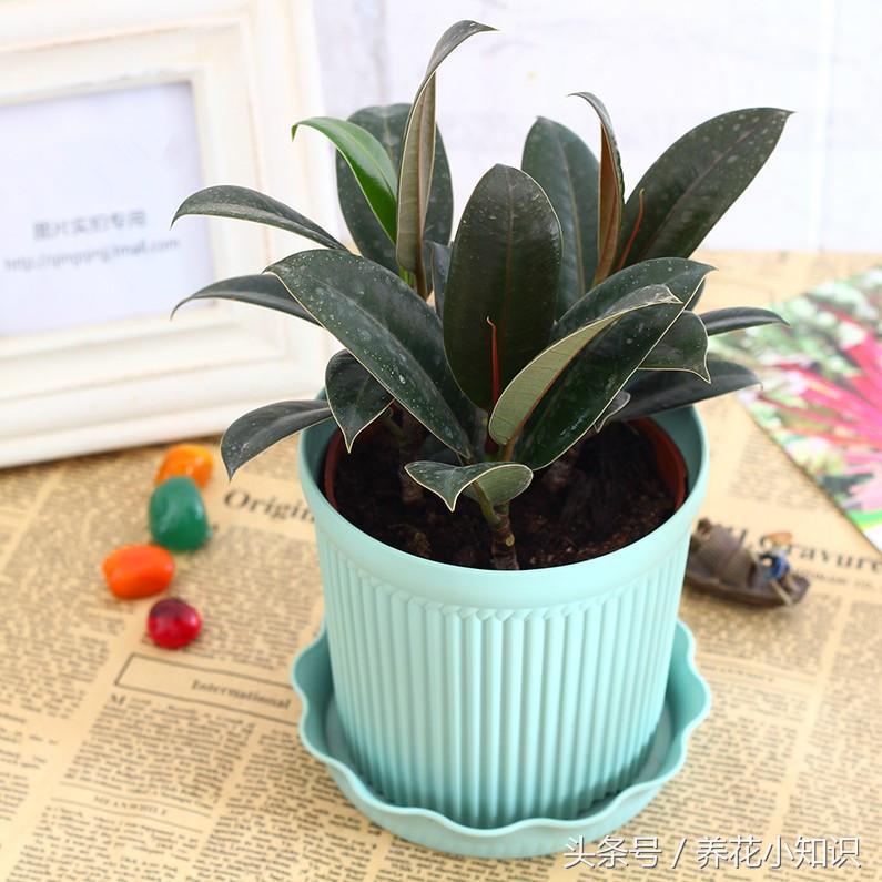 盆栽牡丹冬季可以自然越冬吗,绣球冬季怎样修剪和保护才能越冬