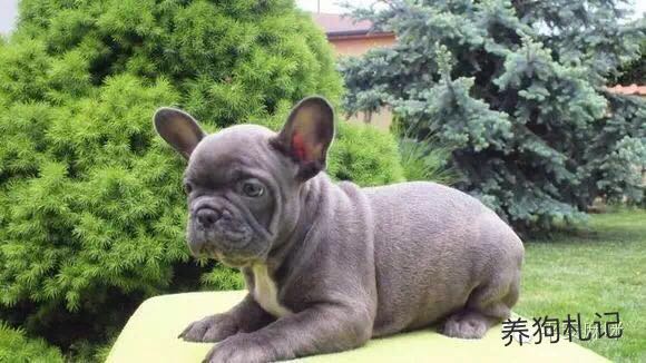 纯种狗和串串哪个不容易生病,纯种犬和串串犬