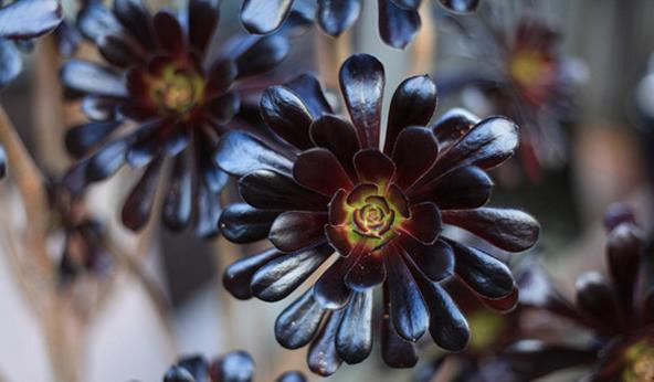 花卉黑法师怎么养,多肉黑法师的养殖技巧