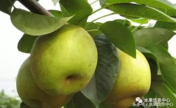 什么品种的梨子又大又甜水分又多,水果梨子产地