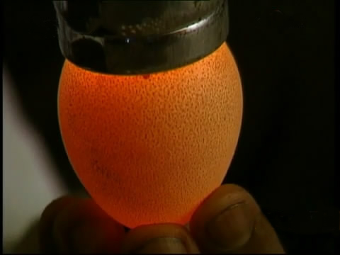 斗鸡苗养殖方法,斗鸡的养殖视频大全