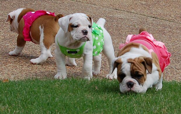 犬种百科之泰迪,犬种百科之比熊