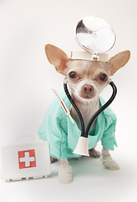 狗狗的营养学知识,狗狗营养知识100条