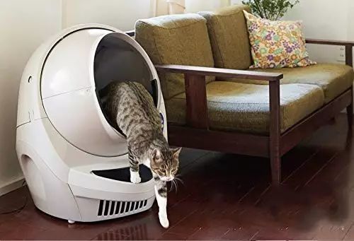 养猫如何不铲屎,什么猫不用铲屎呢