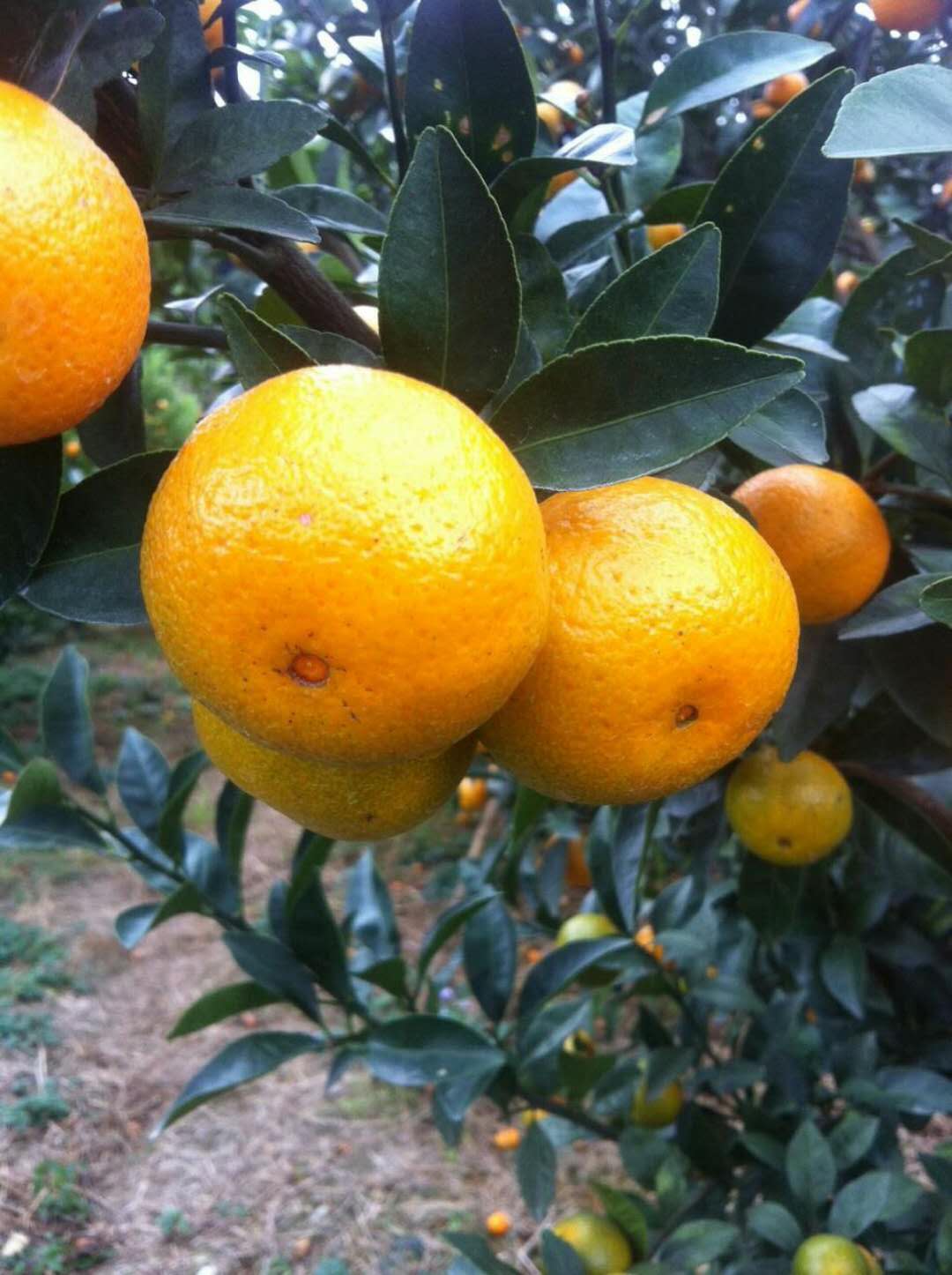 广柑椪柑沃柑这些柑的区别是什么,青皮蜜桔沃柑