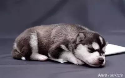 警惕这些行为可能会让狗狗短命,你知道狗狗有哪些求救行为吗