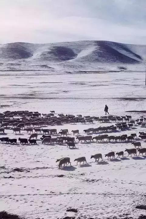 一下雪峨眉山就成了仙境,一下雪川西便美成了天堂