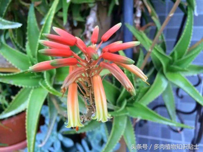 芦荟开花后怎么养殖,芦荟开花会结种子吗