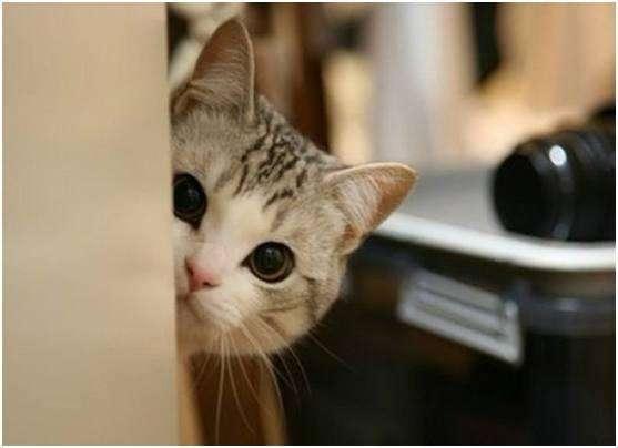 怎么样识别猫对人的依赖,怎么了解猫的心理