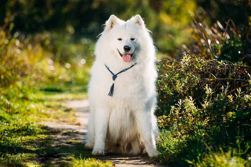 俄罗斯都敢养的宠物都有哪些,俄罗斯养的动物都是什么类型的