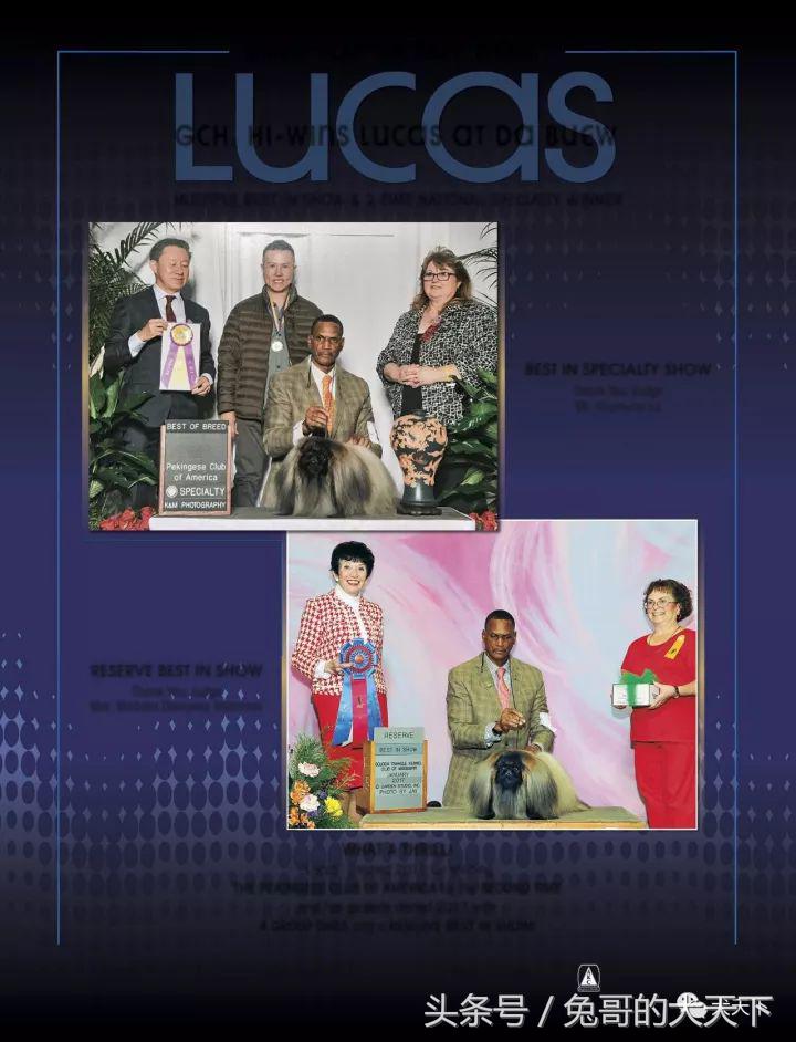 akc最受欢迎犬种排名,akc将犬种分为七个组别分别是