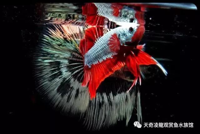 观赏鱼体内的寄生虫如何治疗,观赏鱼寄生虫治疗处理