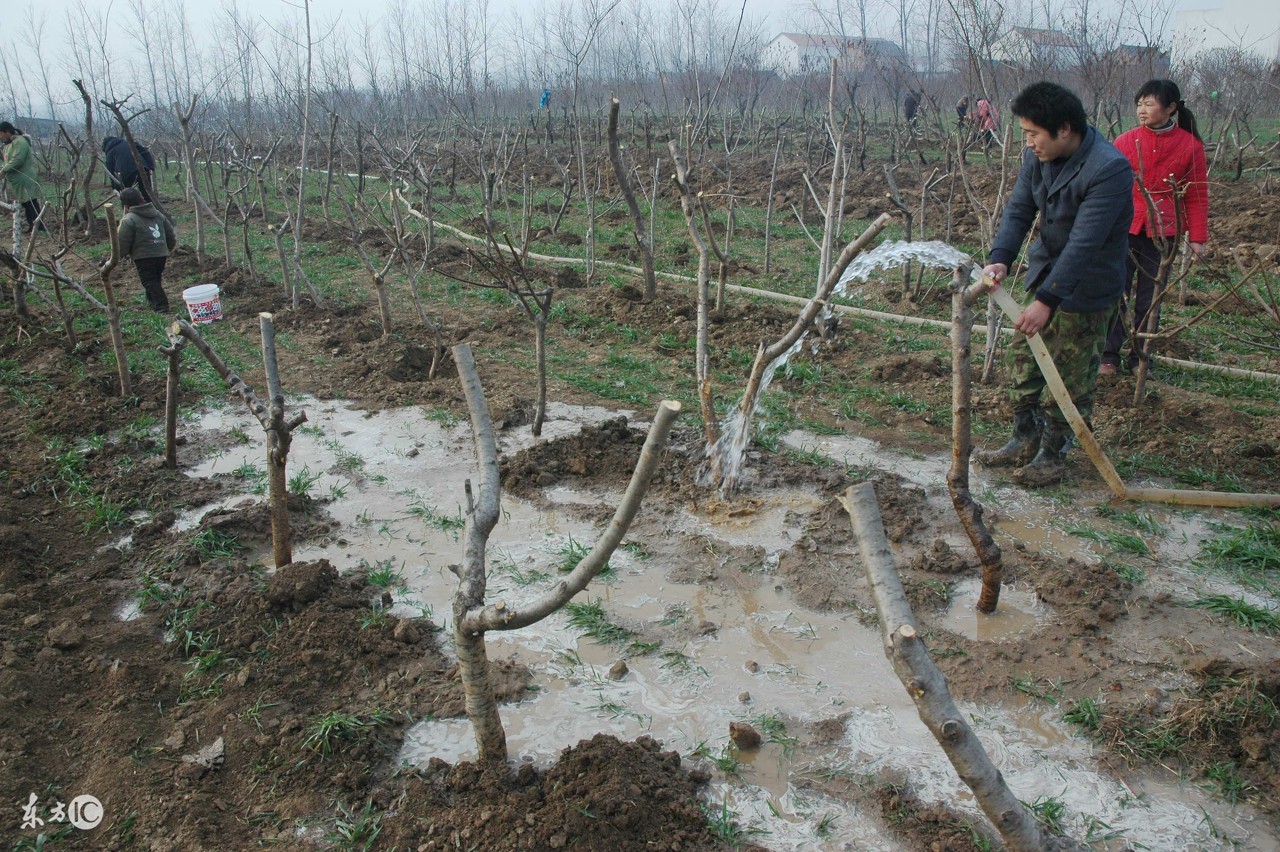 新种的果树多长时间发芽怎么管理,新种的果树不发芽怎么办