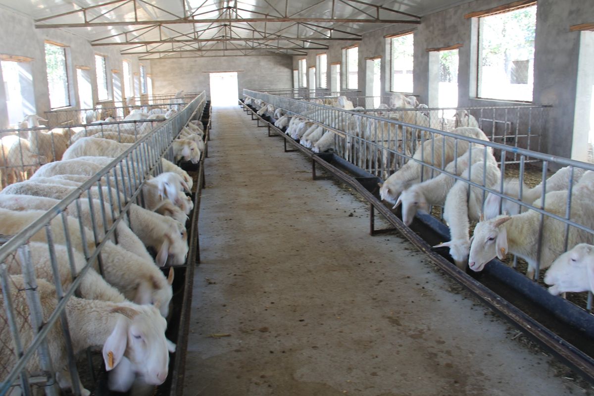 异食癖吃卫生纸怎样治好,异食癖是缺乏什么引起