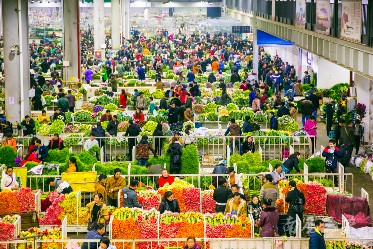 中国最大的花卉交易市场是哪里,中国最大鲜花交易市场