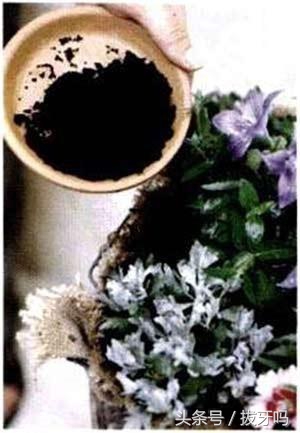别浪费这两种喝剩的渣子，倒在多肉植物盆土里，长壮长肥，猛爆仔