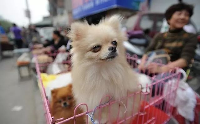 狗场黑幕,狗市骗局