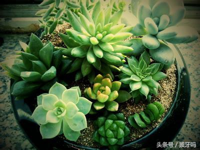 别浪费这两种喝剩的渣子，倒在多肉植物盆土里，长壮长肥，猛爆仔