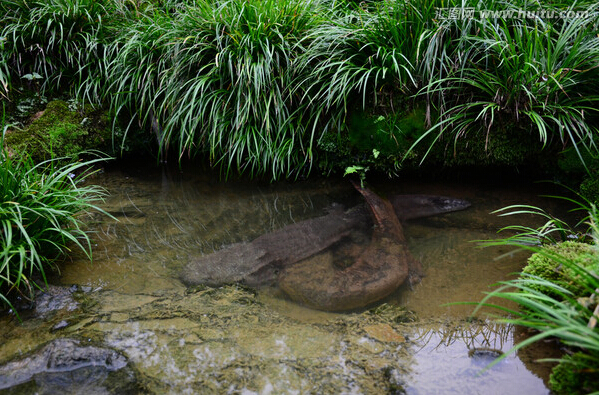 娃娃鱼为什么会缩水,为什么娃娃鱼能生存到现代