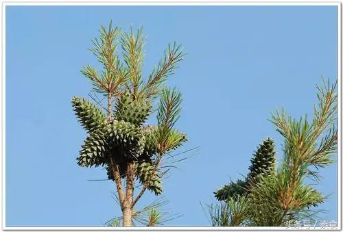 松子能补血的功效与作用,干果松子怎么吃