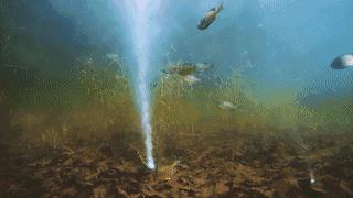 钓鱼神器有用吗,钓鱼工具必不可少的是什么