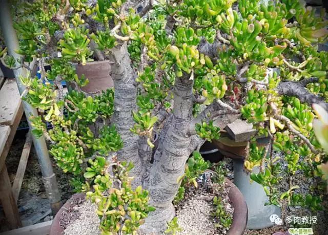 韩国大棚多肉视频,韩国原装进口多肉大棚