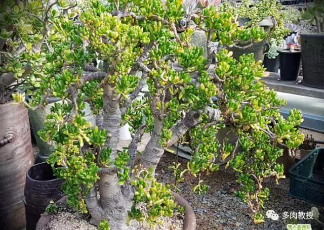 韩国大棚多肉视频,韩国原装进口多肉大棚