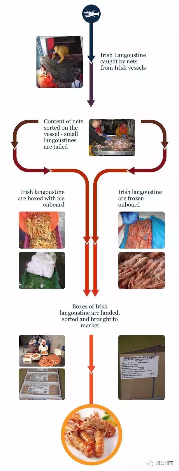 新西兰海鳌虾刺身,爱尔兰鳌虾刺身优惠