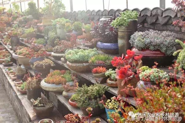 小农庄一年利润多少,二十亩地一年收入千万的小农庄