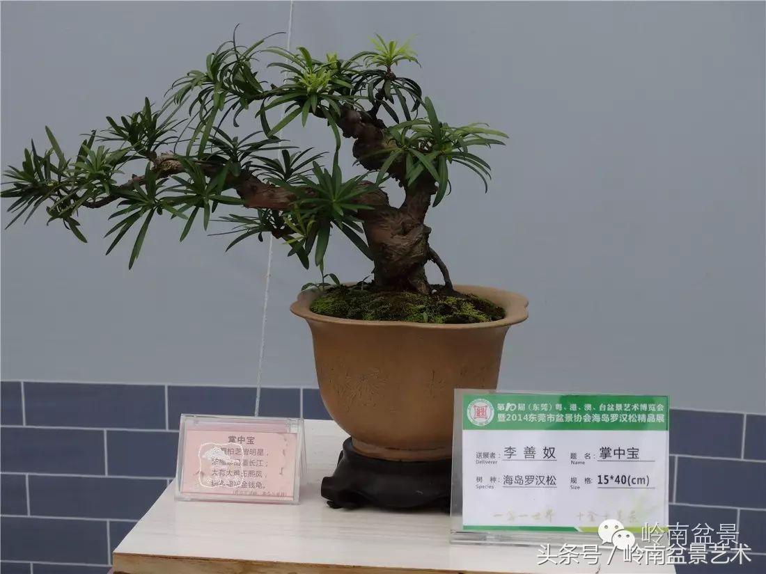 招财好运盆景,罗汉松开运招财