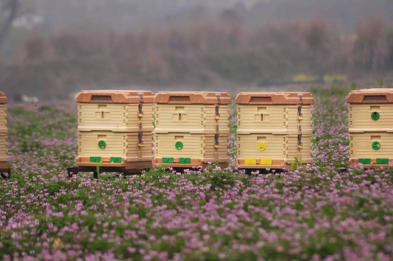 集市上的蜂蜜,地地道道山里的纯正蜂蜜